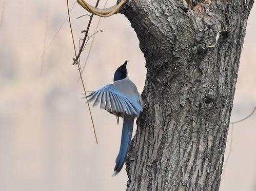 鸠占鹊巢，系统归我巢换主,一场奇妙的权属转换之旅