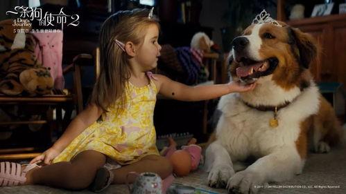 一条狗的使命2（原声版）,狗狗的使命续篇