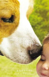 一条狗的使命2（原声版）,狗狗的使命续篇