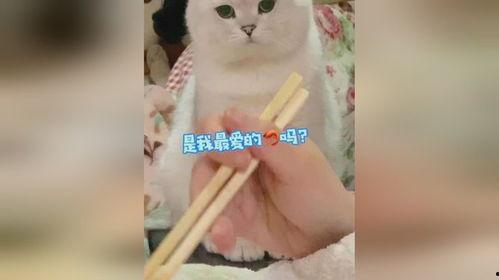 我就只尝一小口,探索美食的瞬间魅力